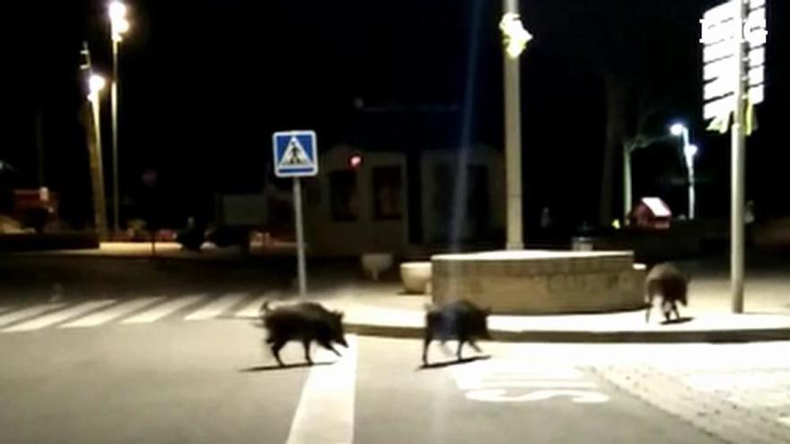 Porcs senglars passejant per Portbou