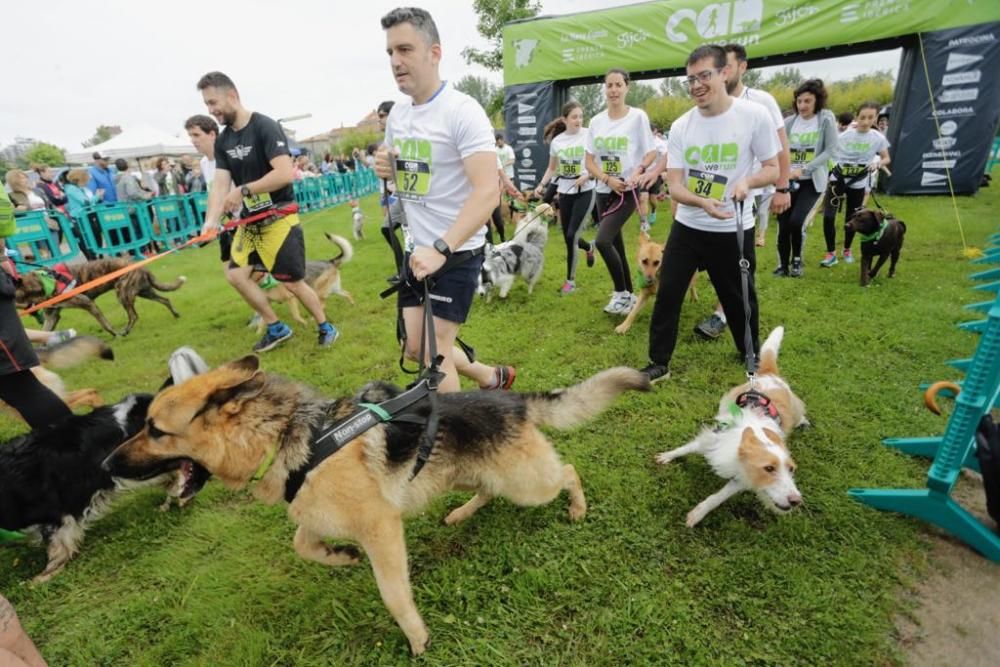 "Can We Run" reúne a más de 400 perros y corredores en el Parque Fluvial de Viesques, en Gijón.