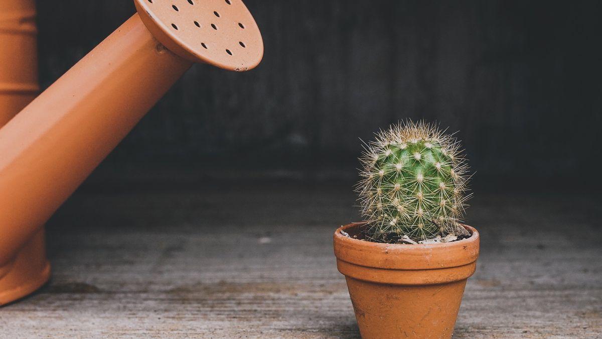 Los cactus necesitan poca agua para sobrevivir.