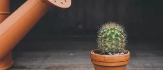 Cactus