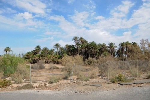 Mal estado de las Palmeras en el Oasis de Maspalomas y el Parque Tony Gallardo