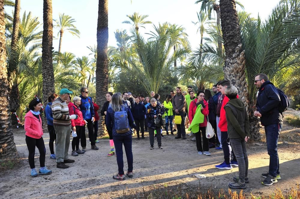 Limpieza de huertos para proteger el Palmeral