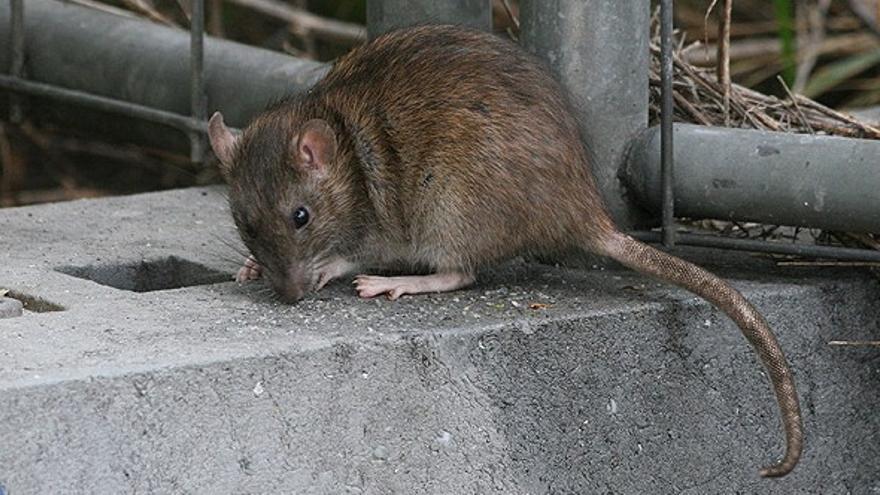 Les plagues de rates, les que més preocupen