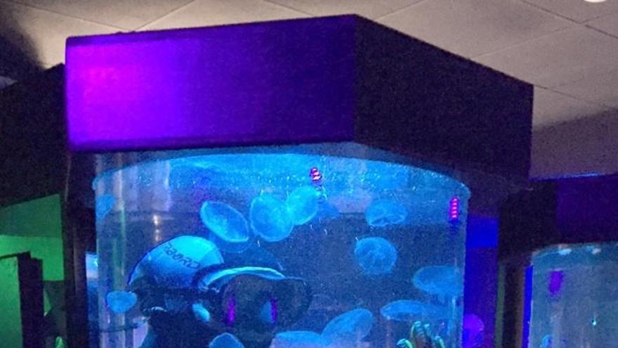 Un especialista se introduce en un tanque de medusas en la exhibición de Sea Life Benalmádena.