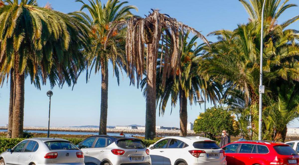 Una palmera seca en el paseo marítimo de Cambados. | // IÑAKI ABELLA