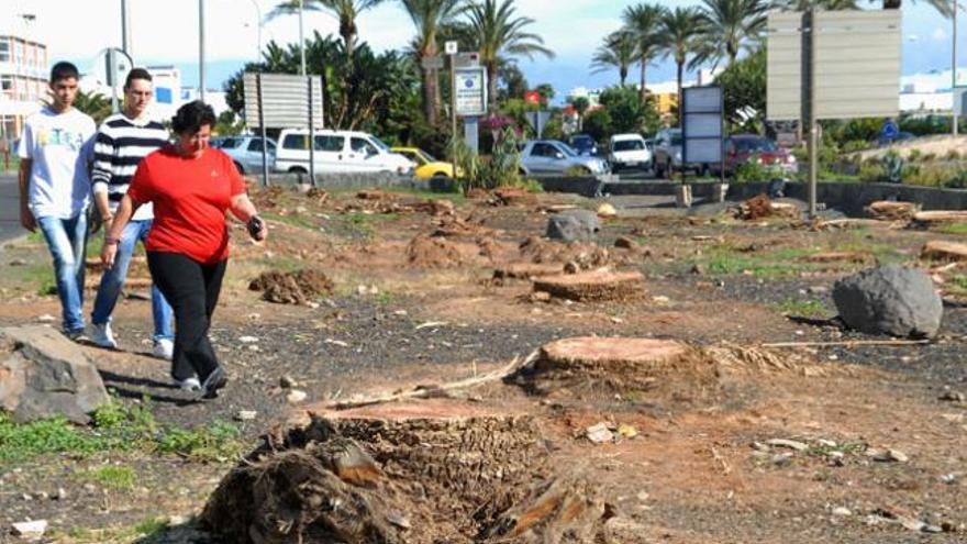 Tres personas pasan cerca de las palmeras taladas en los pasados días junto a la rotonda de Balos. | santi blanco