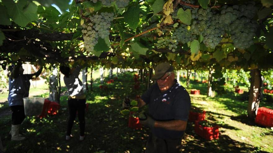 Los vinos Rías Baixas baten récords de exportación