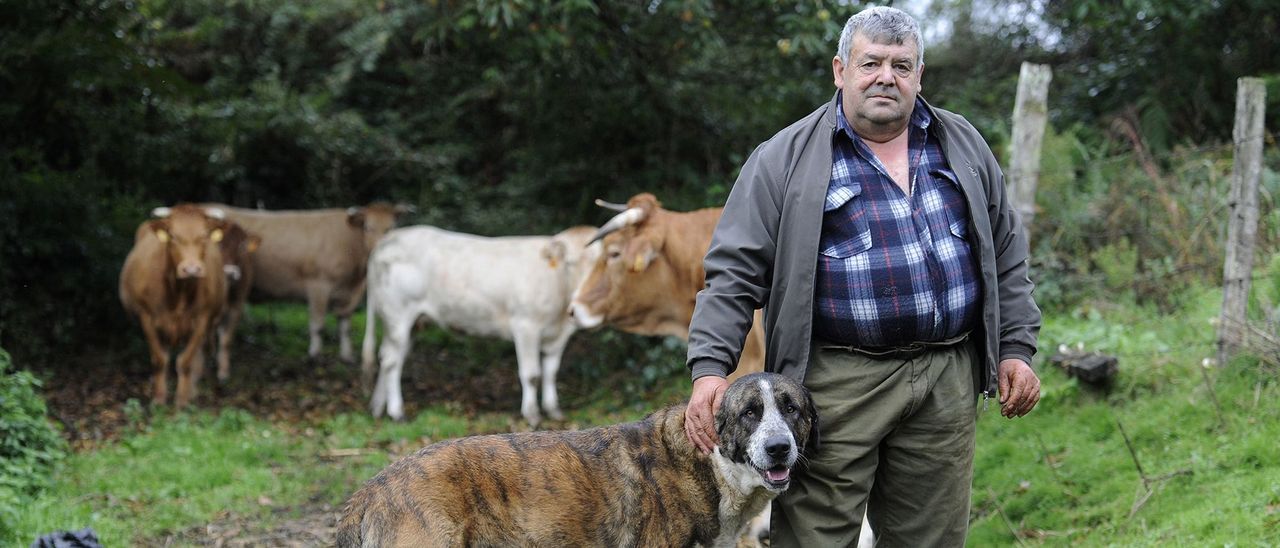 Jorge Peña, de una parroquia llamada Gresande y cercana a Lalín, tiene un mastín para proteger a sus vacas de los ataques del lobo. JAVIER LALÍN