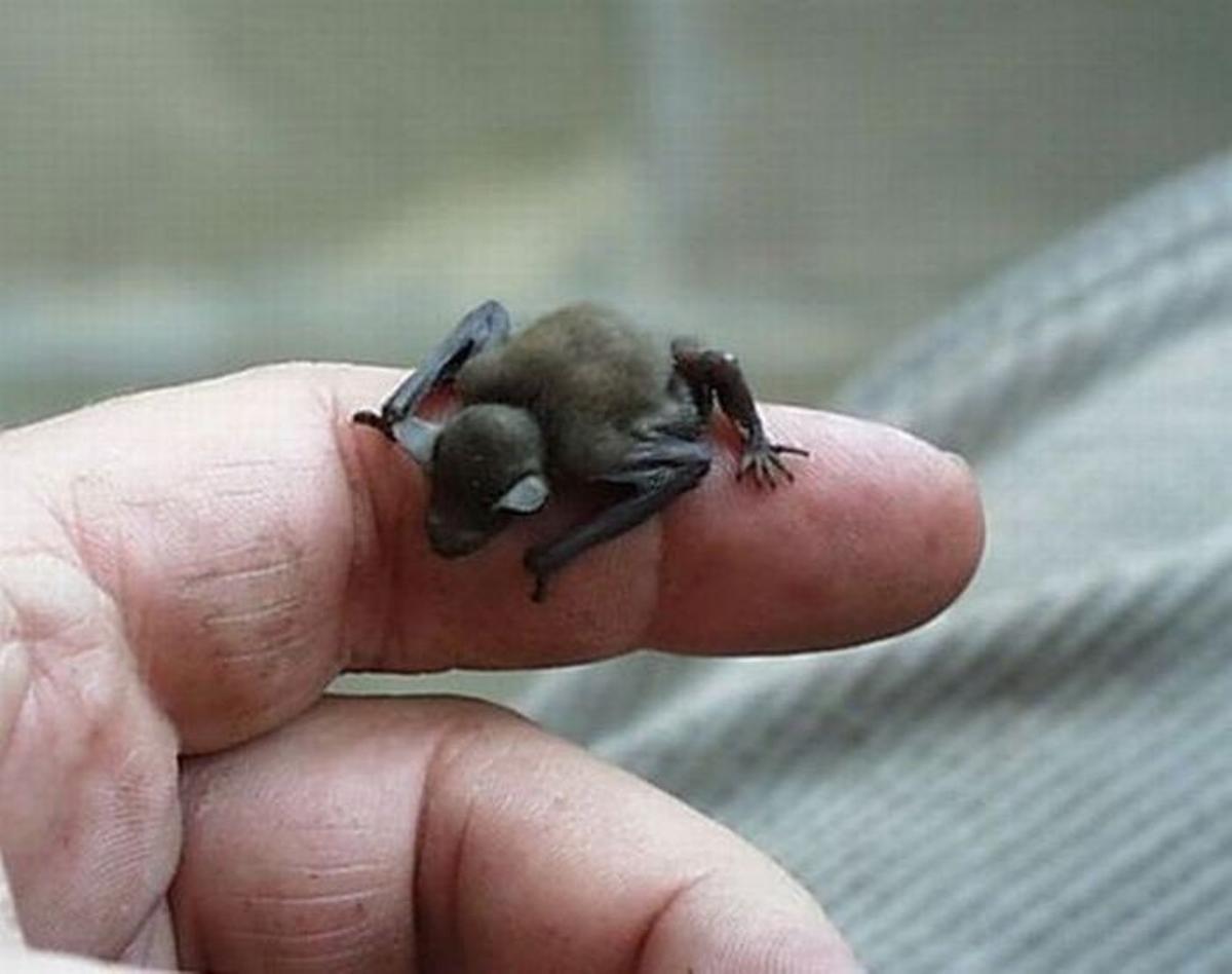 Se trata de un animal increíblemente pequeño