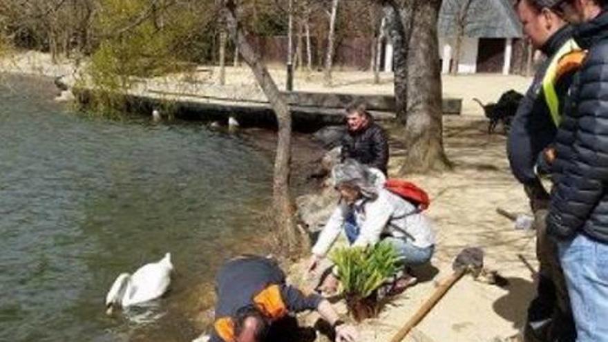 Puigcerdà fa més atractiu el llac amb espècies autòctones