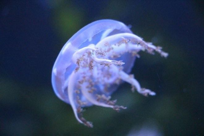 Una medusa flotando en el agua.