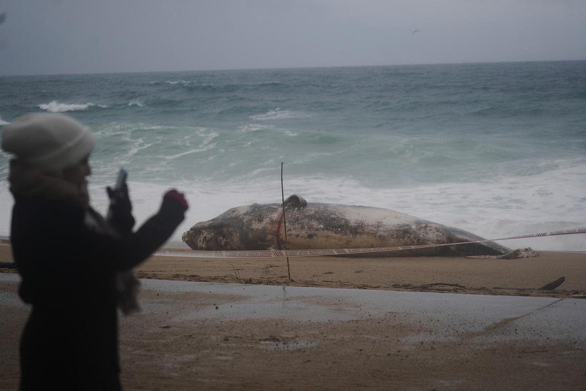 Imatges de la balena morta arrossegada pel temporal a la costa de Platja d'Aro