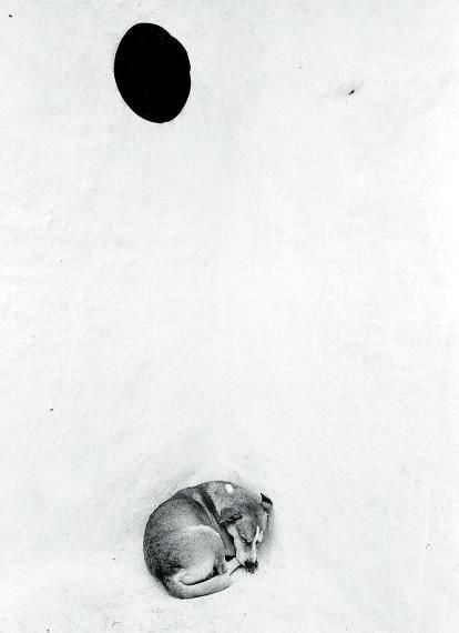 Perro y sombrero, Lanzarote, imagen del archivo Rojas-Hernández.