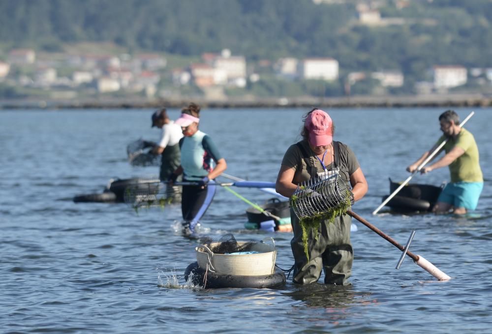 El marisqueo regresa a la ría de Pontevedra tras cuatro meses de parón