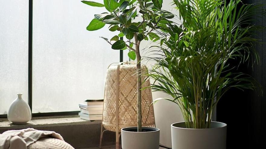 Plantas del Ikea