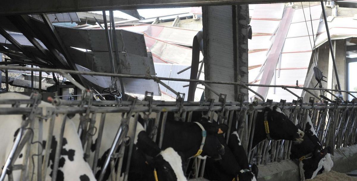 La mayoría de las vacas no fueron afectadas por el derrumbe del establo. | Bernabé/Javier Lalín