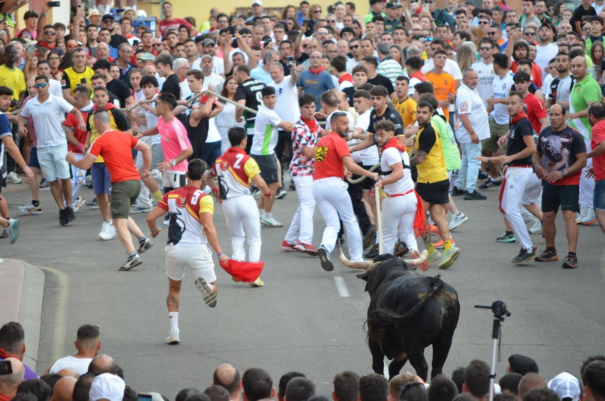 Así fue el recorrido del Toro Enmaromado Glorificado, por las calles de Benavente Así fue el recorrido del Toro Enmaromado Glorificado, por las calles de Benavente