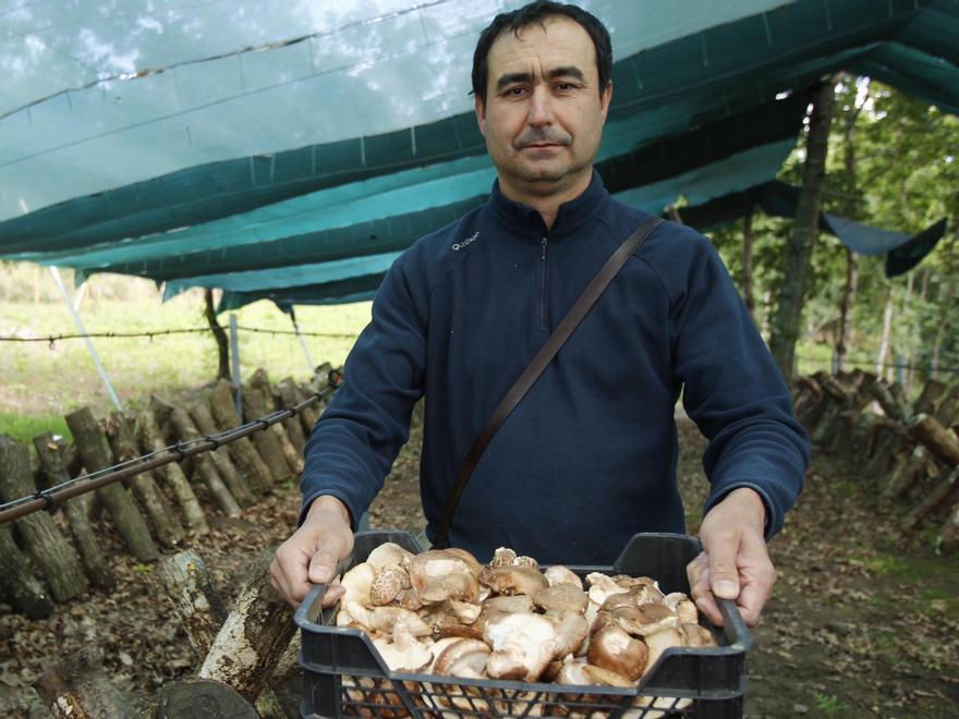 El presidente, xosé Antón Araúxo, tras recoger setas shiitake del cultivo comunal. // Jose Lores