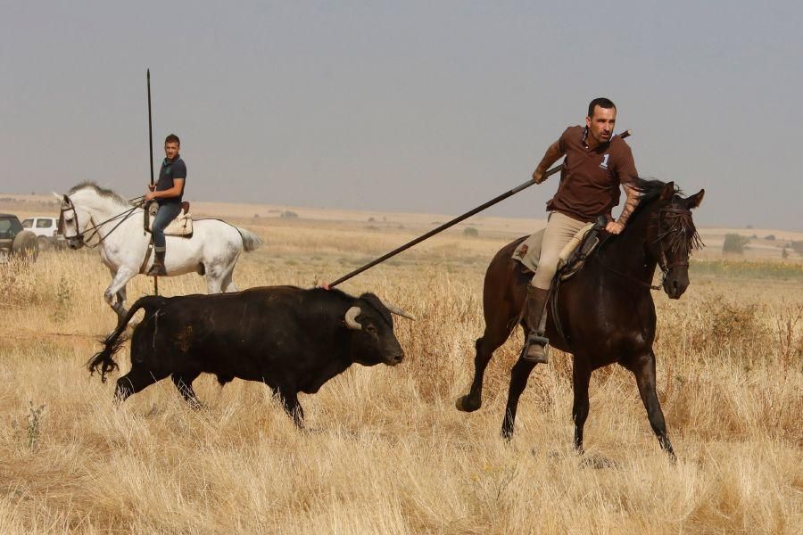 Fiestas en Zamora: Encierro en Villalpando