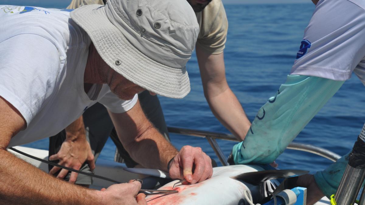 Un biòleg col·locant una marca acústica a l'exemplar de solraig capturat. | ACPR