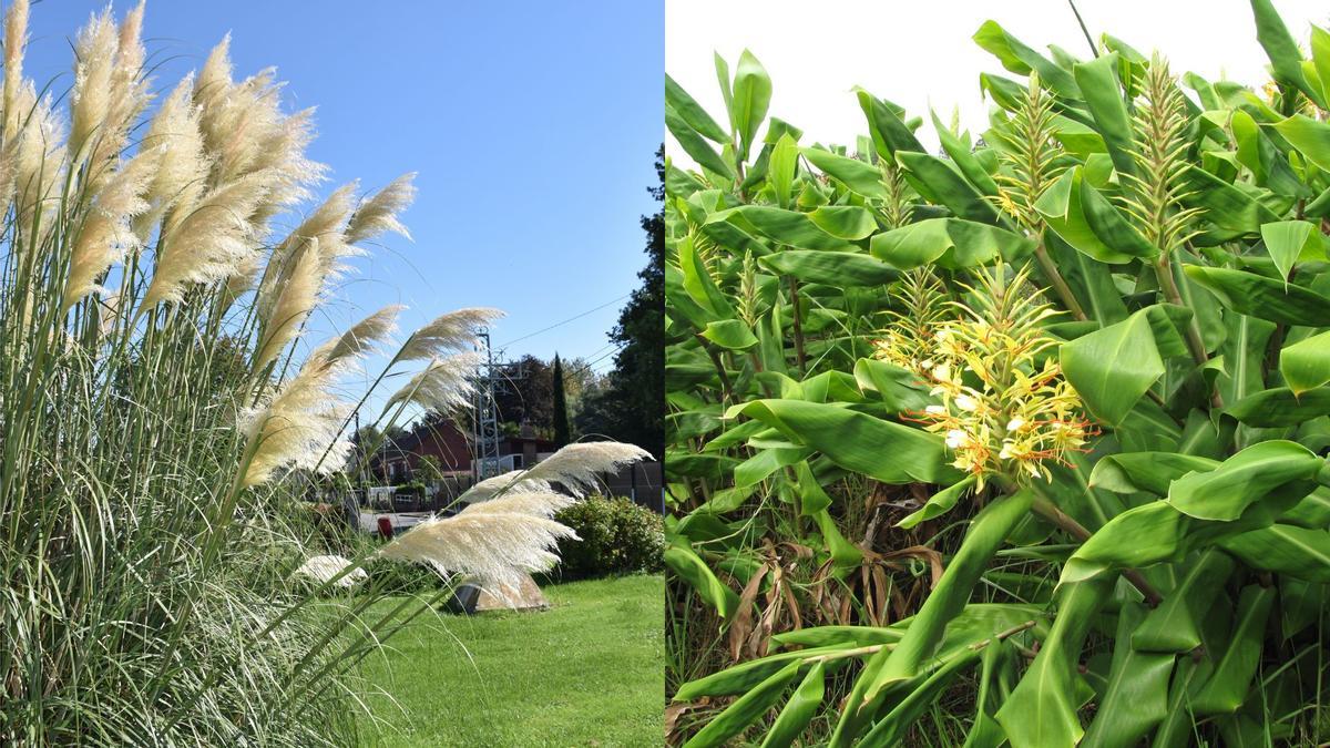 Exemplares da "herba da pampa" (esquerda) e do "xenxibre de Hawaii" (dereita)