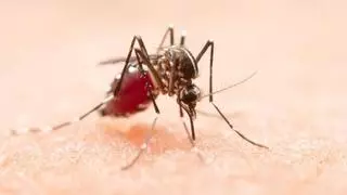 Amb l'onada de calor hi ha més mosquits: si poses aquesta planta a casa teva no s'hi acostaran