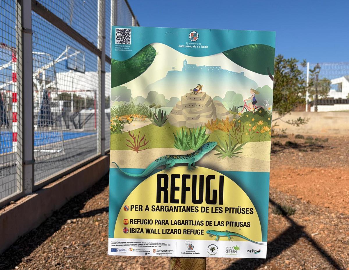 Proyecto de protección de la lagartija ibicenca en uno de los parques municipales.