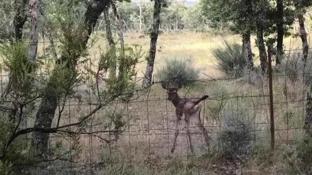 Un pequeño ciervo queda atrapado en una malla de alambre
