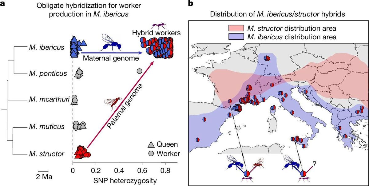 Áreas de distribución de las dos especies, que apenas se solapan