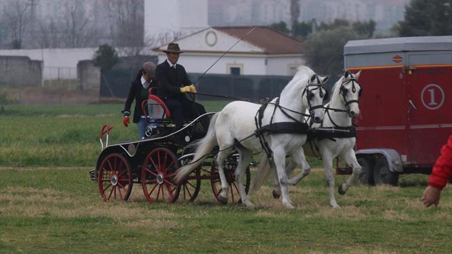 Concurso completo de enganches en el Hípico este fin de semana