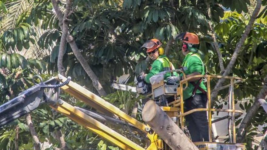 Torrevieja retira 5 toneladas de ramas para evitar que caigan dos ficus en la Plaza Capdepont