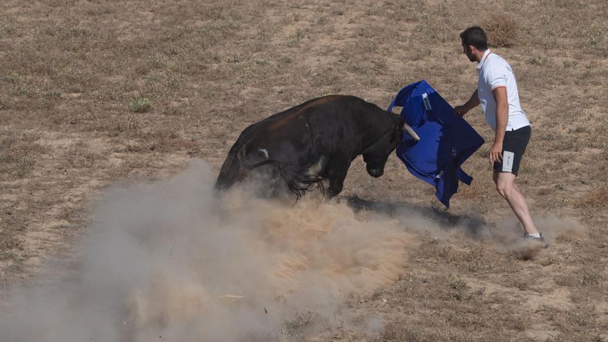 GALERÍA | El encierro campero de Villafáfila, en imágenes