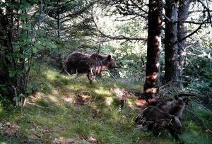 Una femella d’ós negre i les seves dues noves cries, fotografiades per les càmeres de Medi Ambient a la Vall d’Àneu (Lleida).