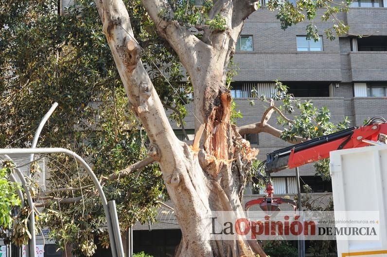 El día después de la caída de la rama del ficus de