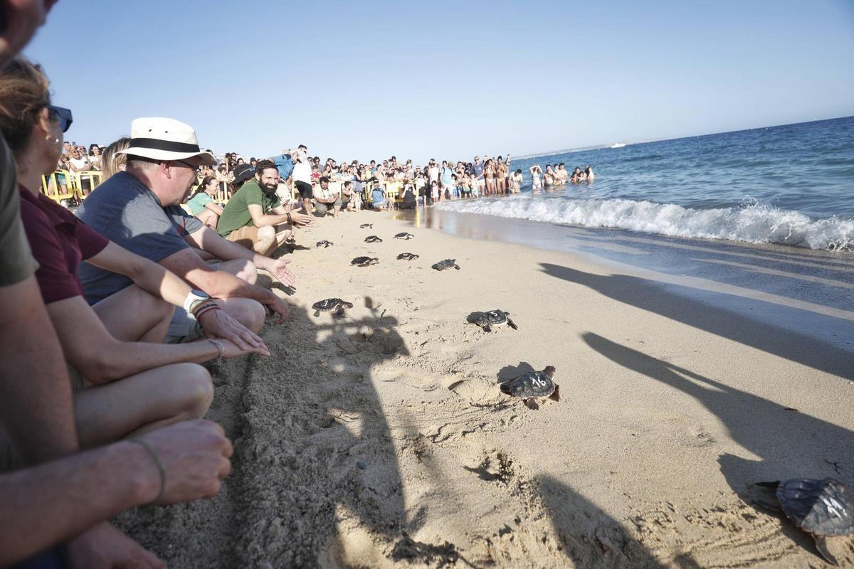 Imágenes de la liberación de 39 tortugas en Can Pere Antoni
