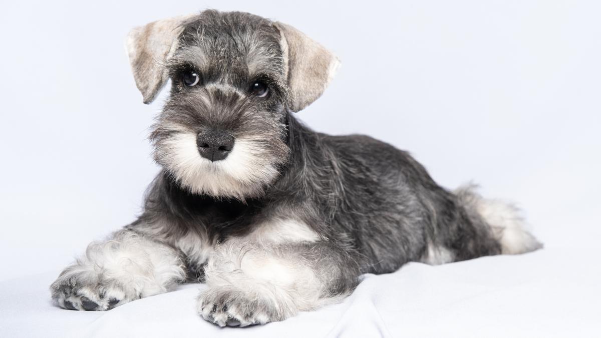 El Schnauzer es una de las razas de perros de moda entre los españoles