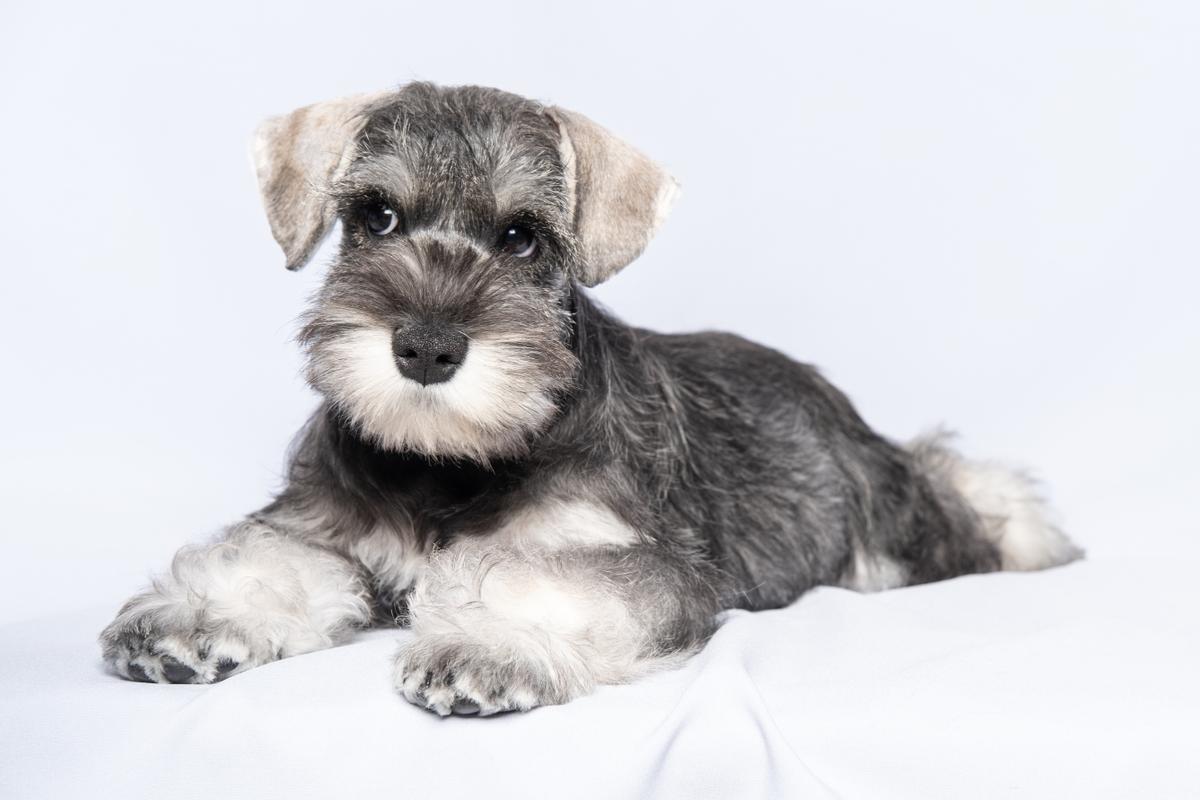 El Schnauzer es una de las razas de perros de moda entre los españoles
