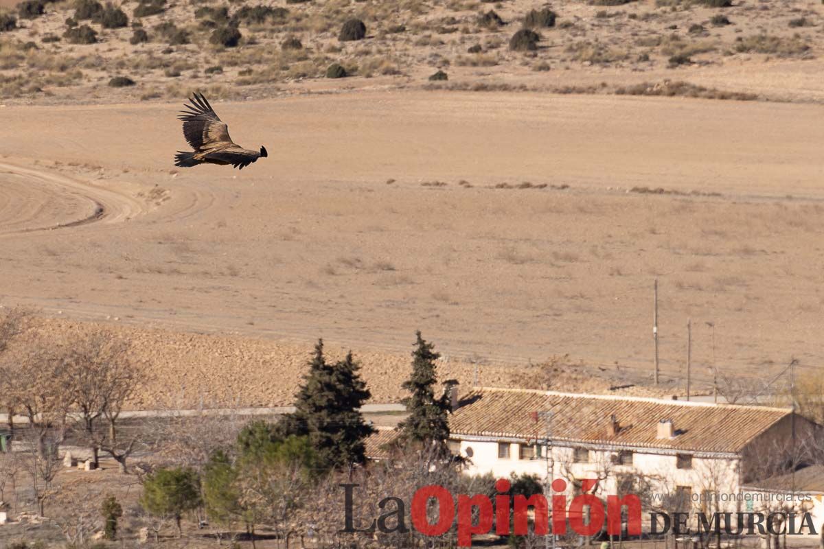 Suelta de dos buitres leonados en la Sierra de Mojantes en Caravaca