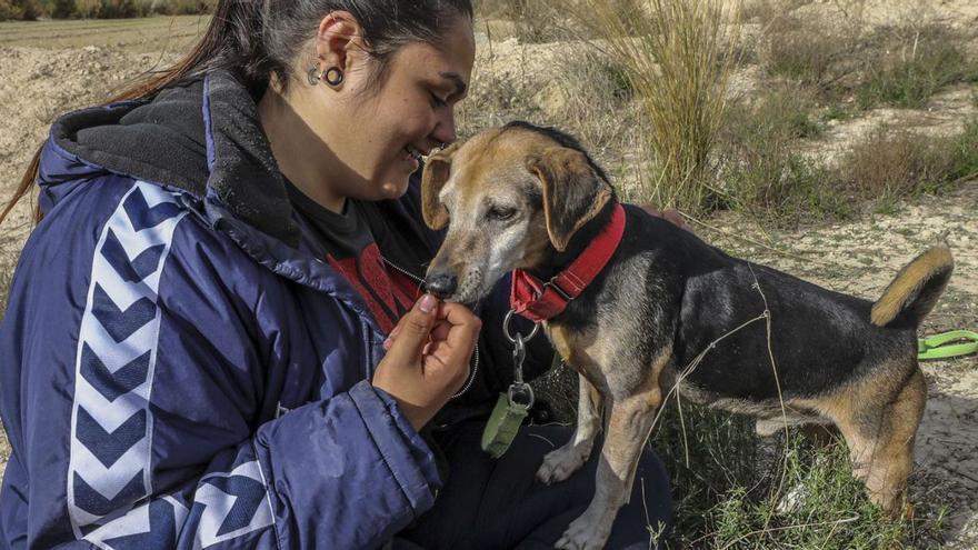 Feria de la adopción animal en Elche: En busca del mejor hogar - Información
