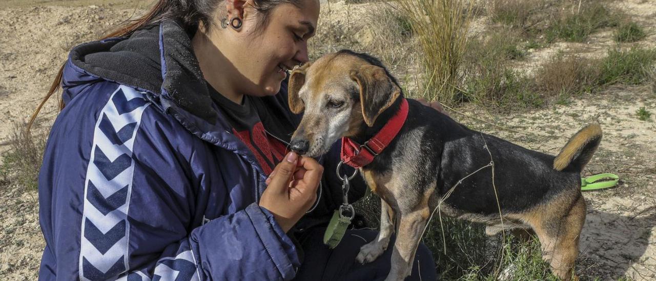 Mascotas en proceso de adopción en la protectora del Baix Vinalopó, la semana pasada.  | ANTONIO AMORÓS