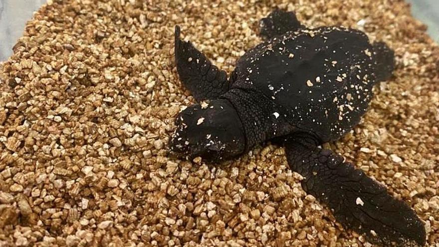 Imagen de la primera tortuga que nació de la puesta de Cala Nova.