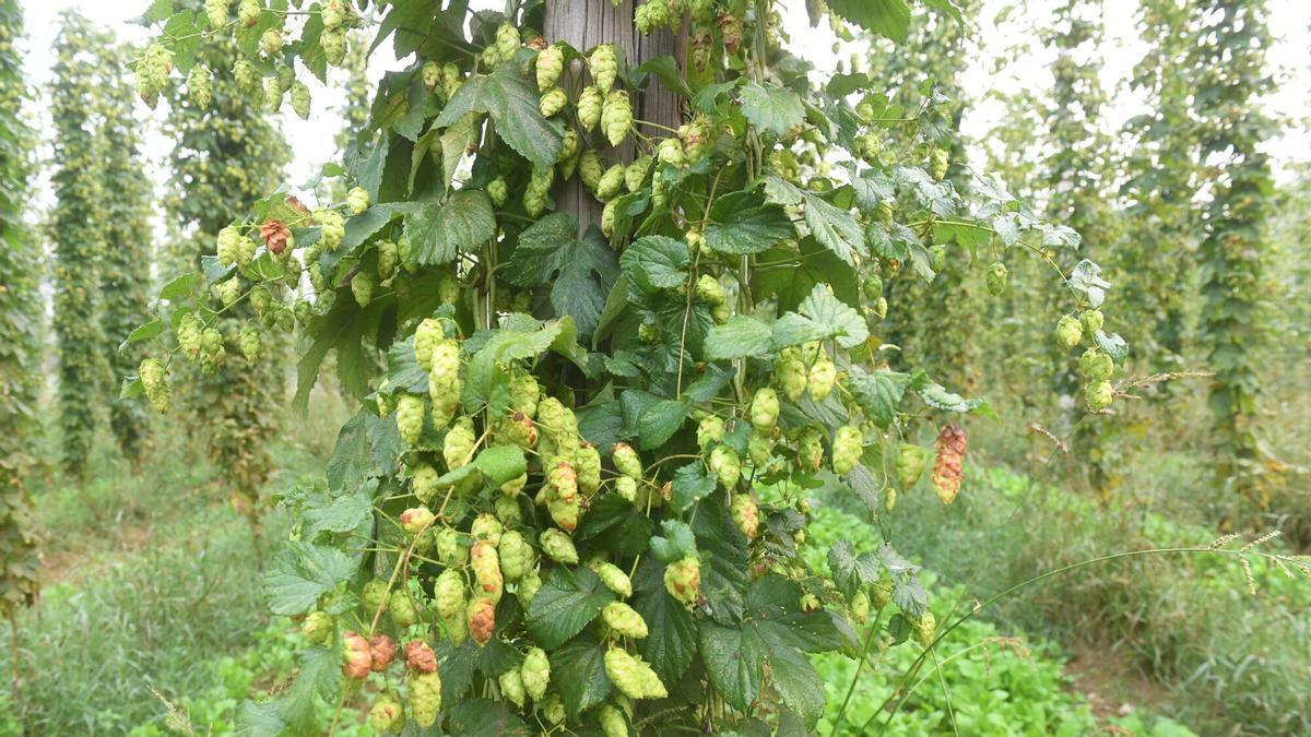 Cultivo de lúpulo de Hijos de Rivera.