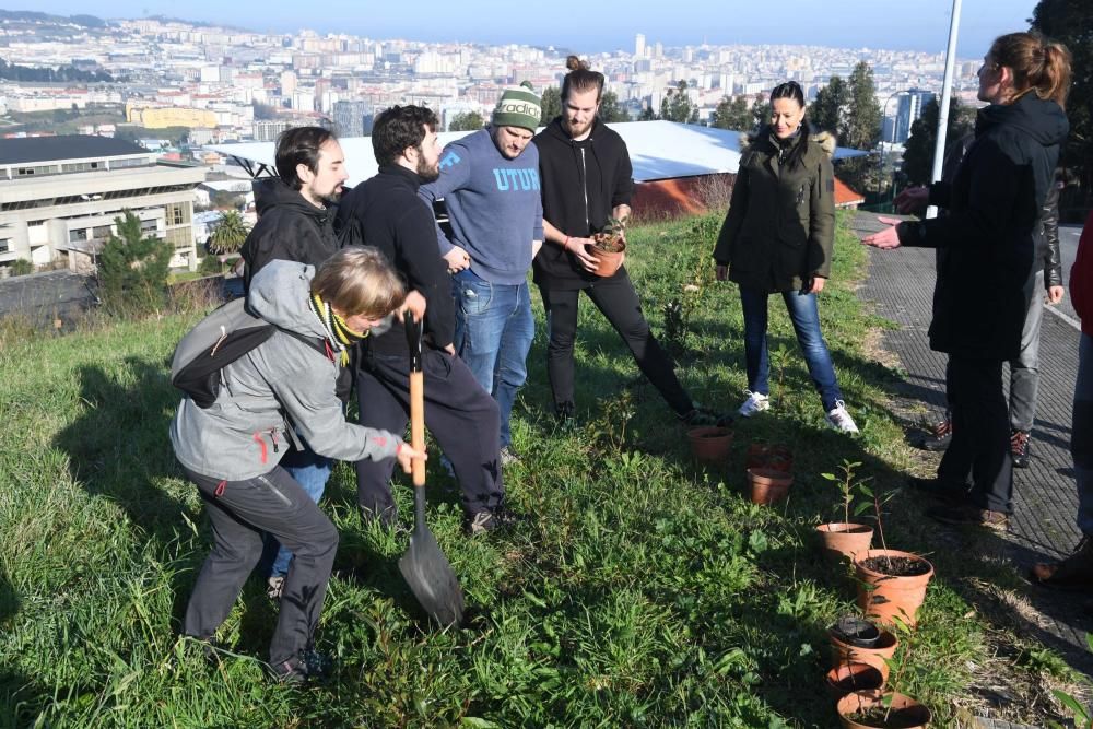 La oficina de medio ambiente de la Universidade da Coruña convoca la plantación de árboles en un antiguo eucaliptal.