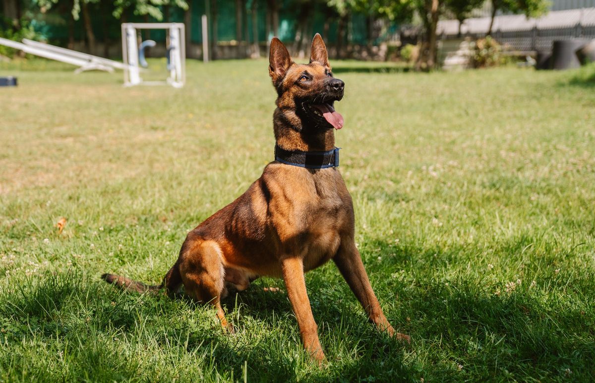 Lobo, que tiene cuatro años, llegó a la Unidad Canina con apenas un año de edad.