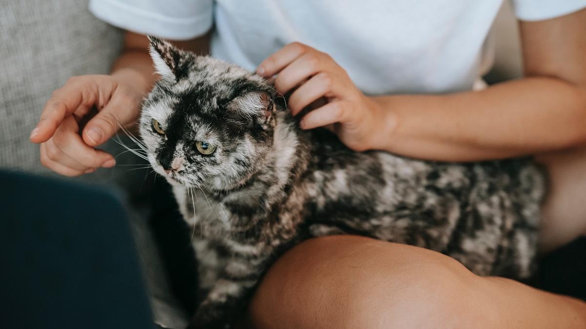 La arena para gatos posee propiedades desodorizantes aptas para el uso en las labores domésticas