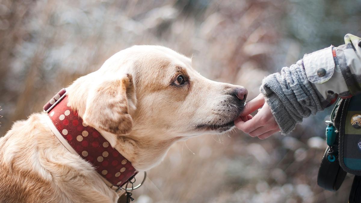 Labrador.