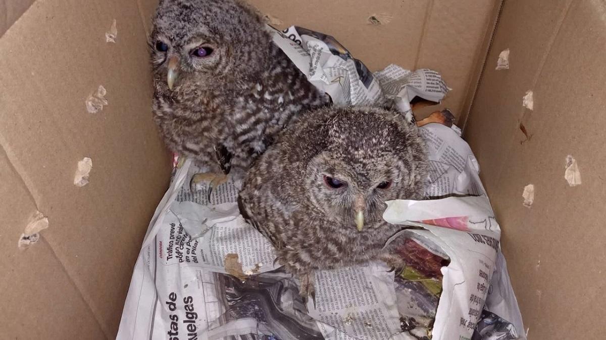 Los dos ejemplares de cárabo común rescatados en los Jardines de Colón de Córdoba.