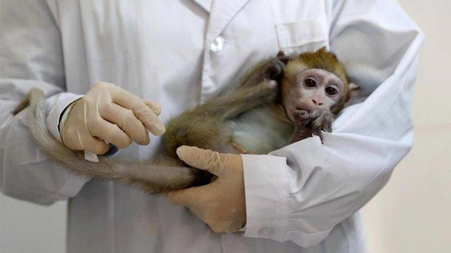 Un experimento en macacos explora el epicentro de la consciencia