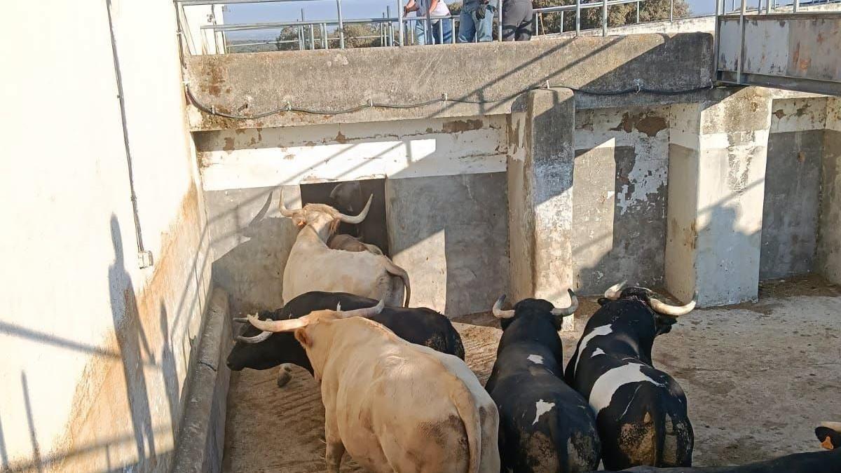 Toros que se lidiaron ayer domingo.
