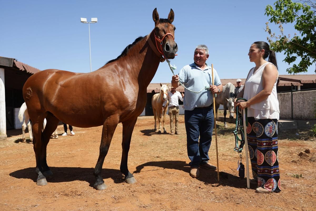 Fotogalería | Así se ha desarrollado la feria equina de Cáceres